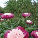 Paeonia lactiflora 'White Cap'